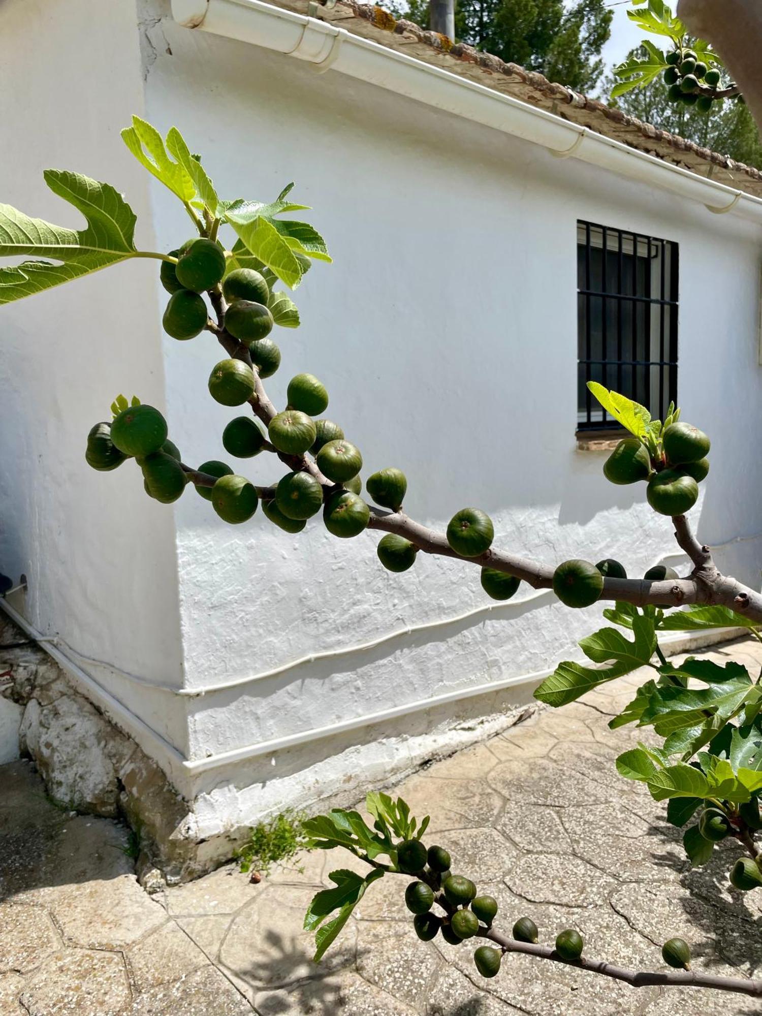 Finca El Sueno Andaluz Villanueva de la Concepcion Exterior photo